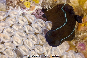 Counting someone else's eggs. 
Black nudibranch inspecti... by Peet J Van Eeden 